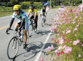 コース沿いのコスモスが参加者を和ませる＝鴨川市