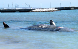 湾内で横向きの状態で死亡したマッコウクジラ=4日午後、勝浦市の興津海岸