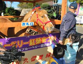 馬の駅長「マーくん」にニンジンを与える子どもたち＝５日、木更津市のＪＲ馬来田駅前