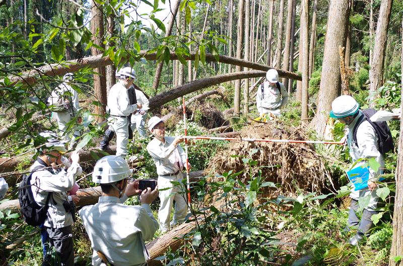 倒木の根元を計測する調査団員ら＝２７日午後０時半ごろ、山武市中津田