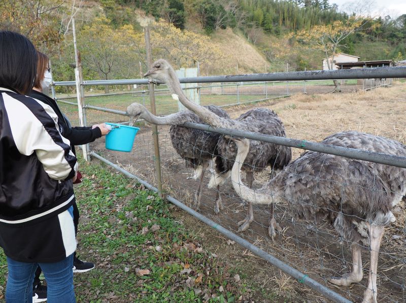 ダチョウに餌をやりながら閉園を惜しむ来園者=袖ケ浦市