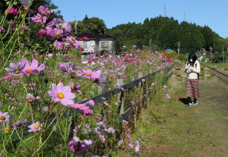 ホーム沿いではコスモスが見頃