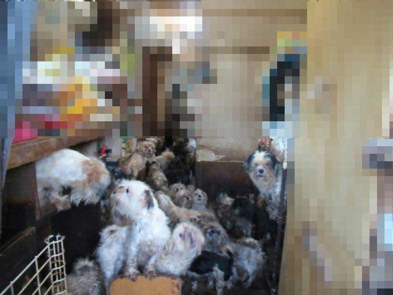 不衛生な環境で飼育されていた犬（県警提供）