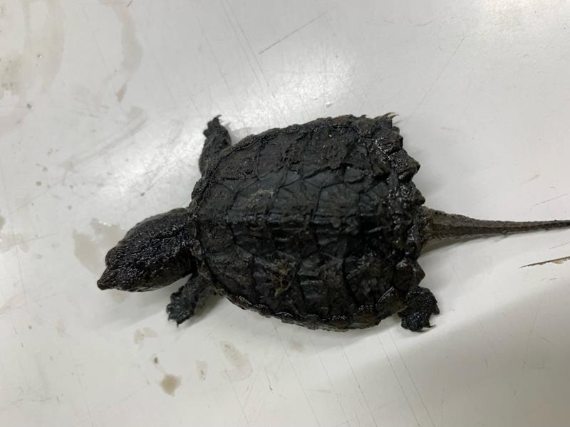 海神川で見つかった子どものカミツキガメ（船橋市環境政策課提供）