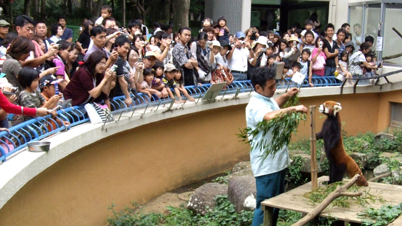 ブーム当時は、風太の立ち姿を一目見ようと多くの来園客が訪れた(千葉市動物公園提供)