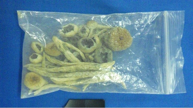 押収されたマジックマッシュルーム（県警提供）