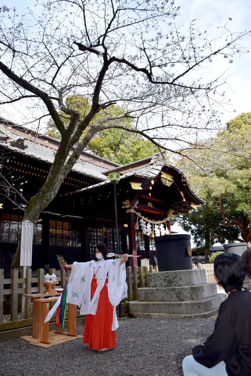 開花した桜の木の下で神楽を奉納するみこ＝３０日、一宮町の玉前神社
