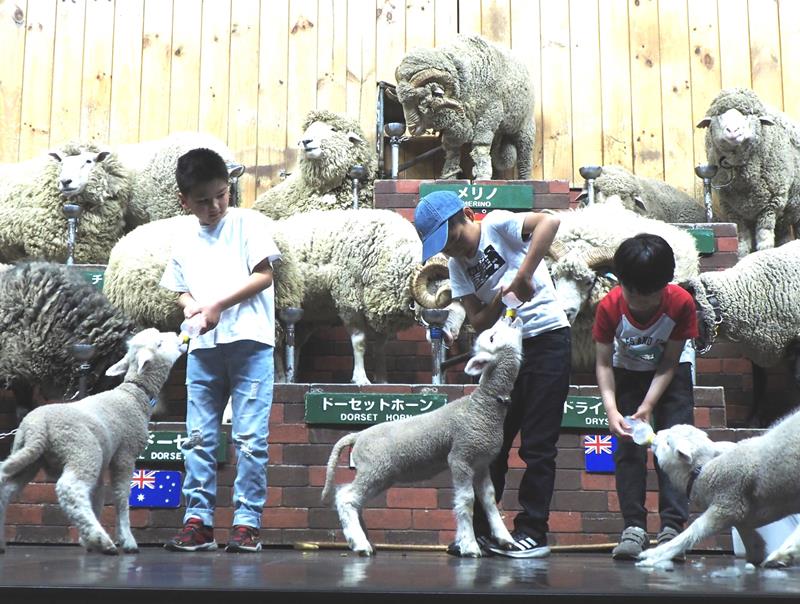 マザー牧場で開催中のイベント「赤ちゃん羊のミルクタイム」。ステージ上でミルクやりを体験できる＝２０日、富津市