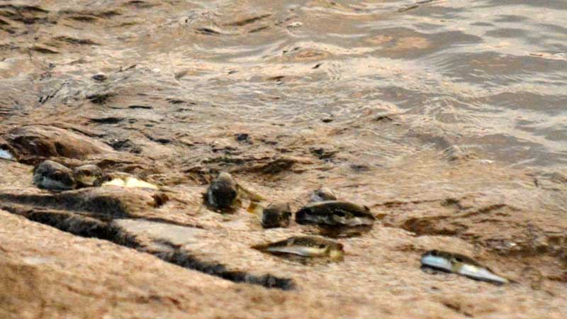 産卵のため防波堤の敷石にはい上がるクサフグ=25日、勝浦市の興津海岸