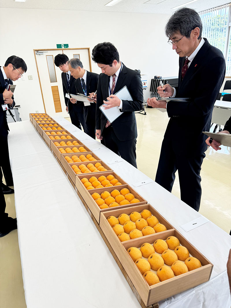 各枇杷組合から出品されたビワの形や色つやを調べる審査員=4日、南房総市