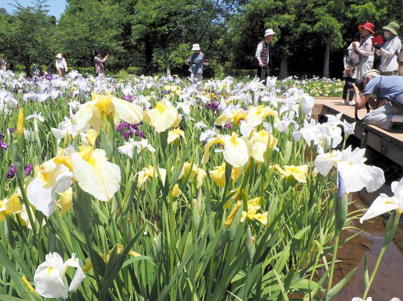 見頃を迎えた袖ケ浦公園のハナショウブ=5日、袖ケ浦市