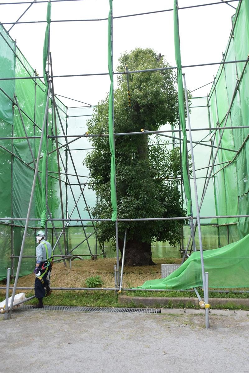 7月15日まで特別公開されている記念樹のクスノキ=旭市