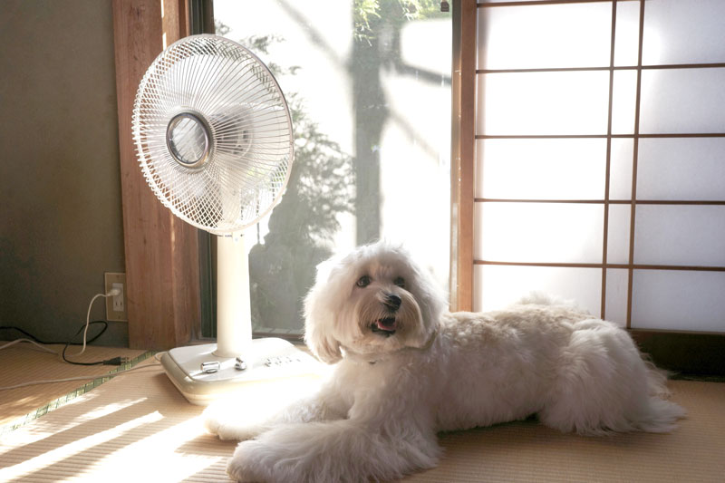 ペット自身は室温管理ができない。室内飼いでも熱中症に注意が必要だ