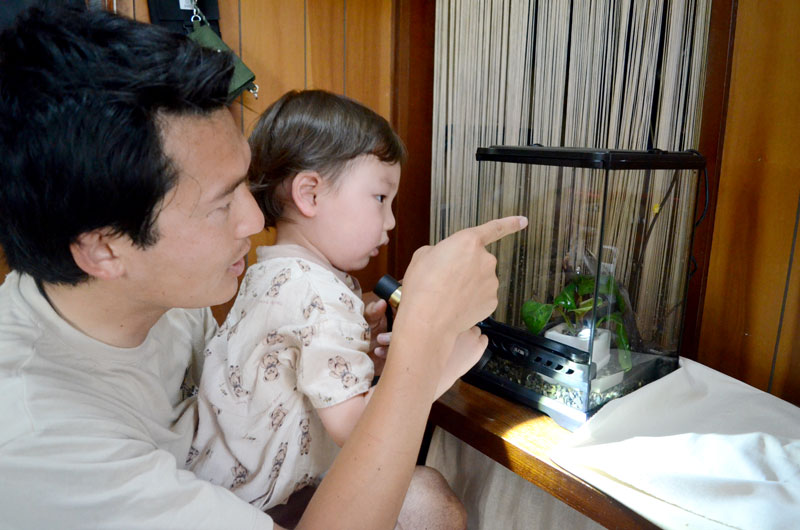 金色のカエルを観察する伊藤康仁さん(左)と廉眞ちゃん=大網白里市