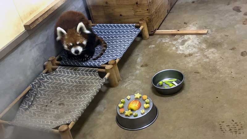 誕生日を迎えた風太(千葉市動物公園提供)