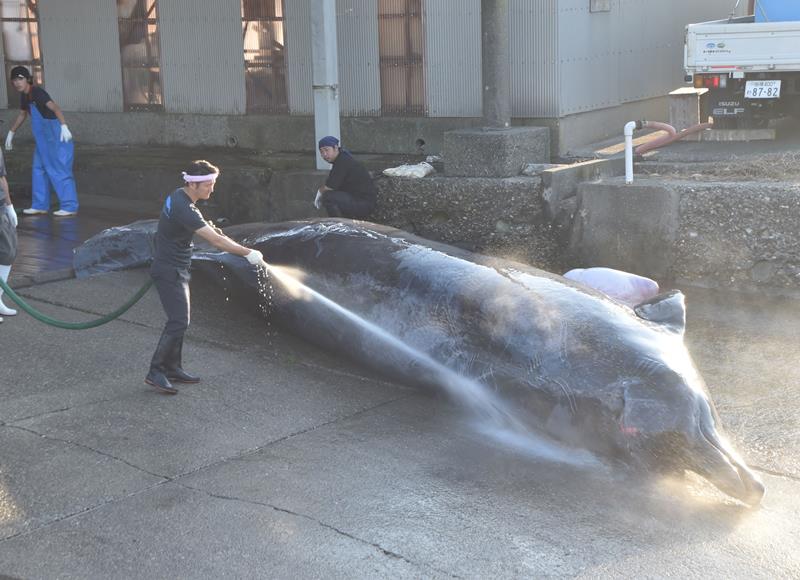今季初水揚げされた雌のツチクジラ=6日、南房総市