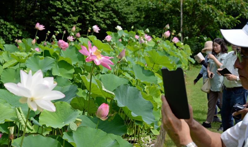 東京大学旧緑地植物実験所で「花園ハス祭り観蓮会」が開かれ、ピンクや白色など１００種類以上が咲いたハスの花の大きさや花弁の違いなどを熱心に観賞する来所者＝１３日朝、千葉市花見川区