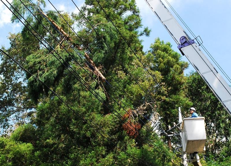 房総半島台風では県内各地で電線への倒木被害が発生した=2019年9月20日、八街市