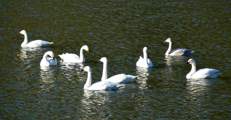 寝床にしている岬ダムで泳ぐ白鳥＝２８日午前８時過ぎ、いすみ市