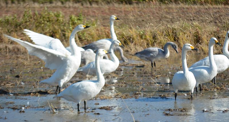 稲刈りを終えた田んぼで餌を探す白鳥＝２７日午前１１時半ごろ、いすみ市