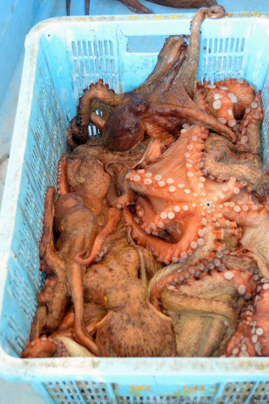 初水揚げは２隻で約５０キロだった