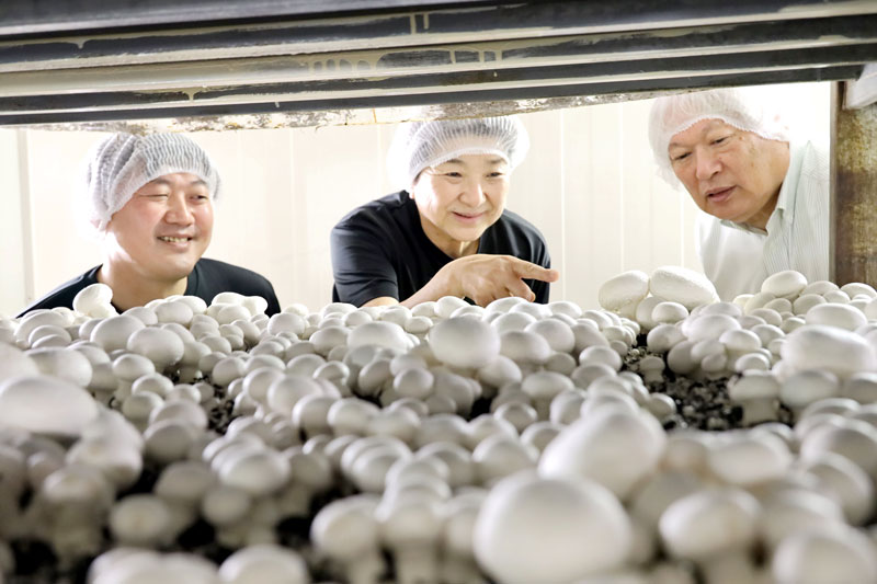 マッシュルームを栽培する自社工場の様子