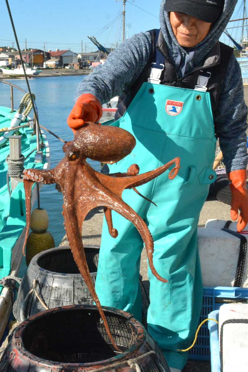 大原漁港で水揚げされたマダコ=いすみ市