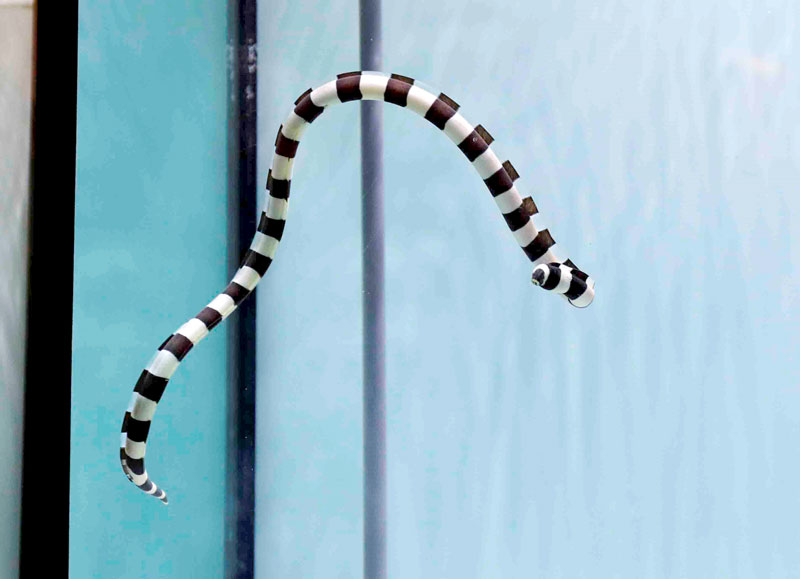 白と黒のしま模様が特徴のシマウミヘビ（鴨川シーワールド提供）
