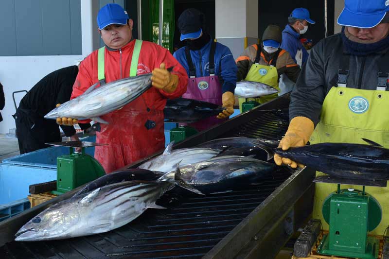 勝浦漁港に入港した一番船から水揚げされた初ガツオ=14日朝、勝浦市