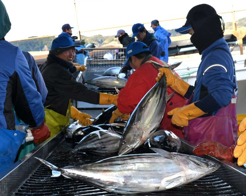 春の訪れを告げる「初ガツオ」。一番船から水揚げされ、活気づく勝浦漁港=14日朝、勝浦市