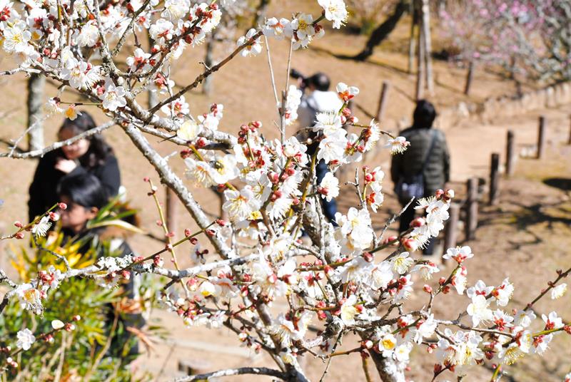 美しい梅の花が咲き、人々が訪れる成田山公園＝１５日、成田市