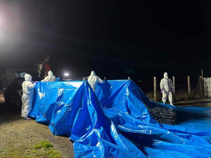 豚熱の感染が確認され、防疫作業が行われた養豚場=31日、旭市(県提供)
