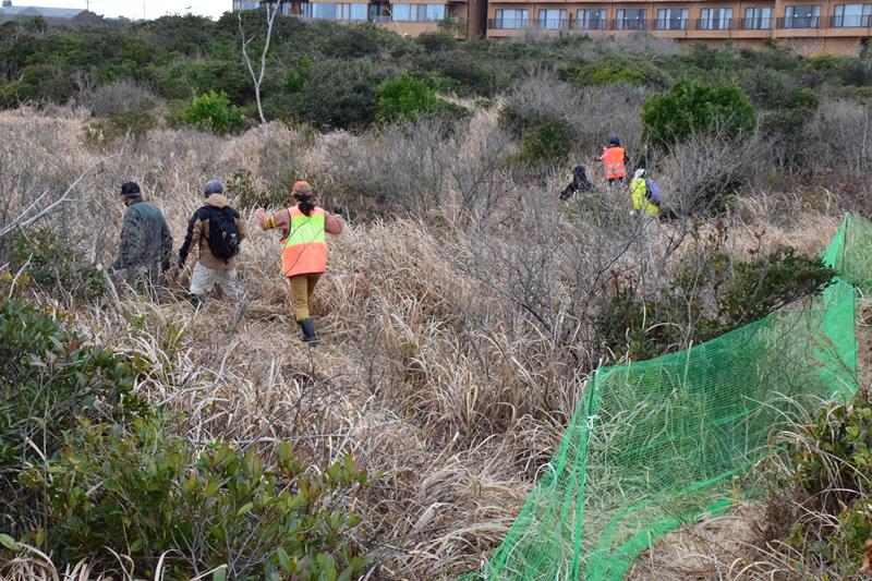 柵で囲ったやぶの中を進み、キョンを追い込む参加者=3月8日、一宮町