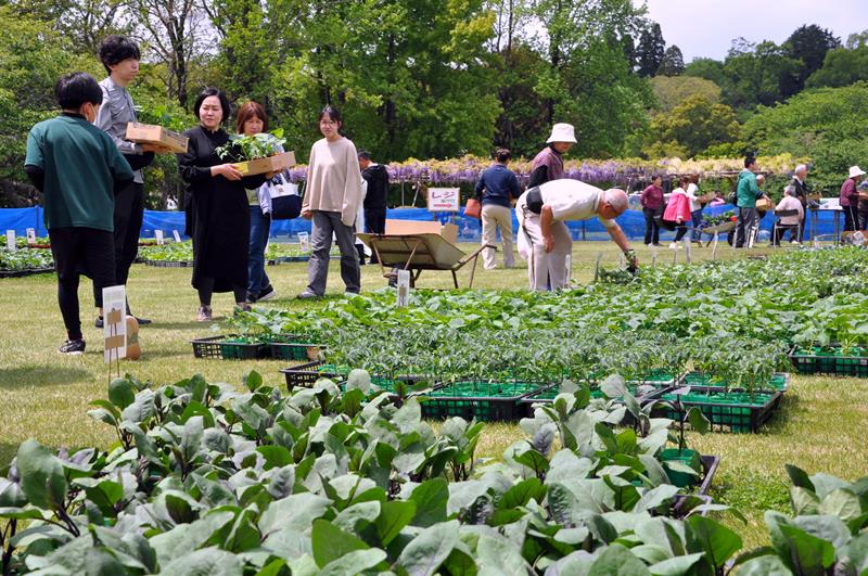 夏野菜の苗を買い求める来場者＝２６日、市原市安須の市農業センター