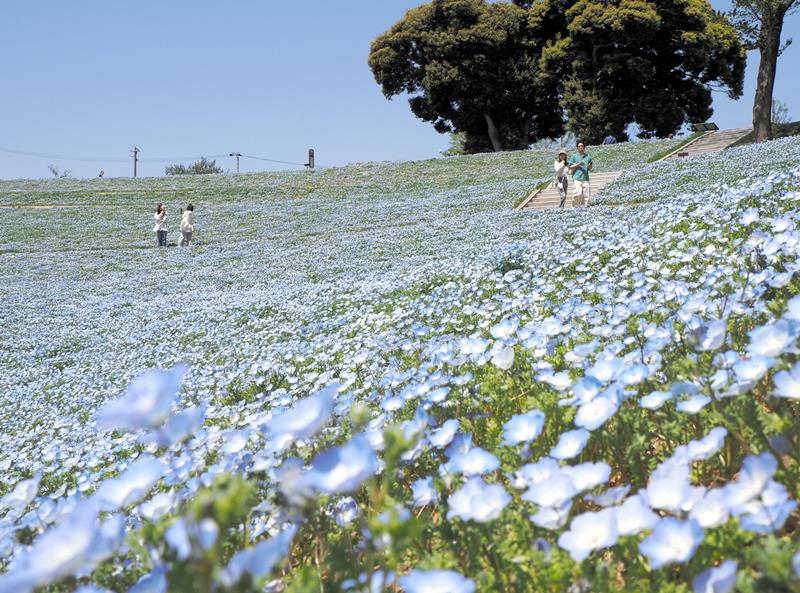 「花の谷」の斜面を青く染めるネモフィラ=富津市