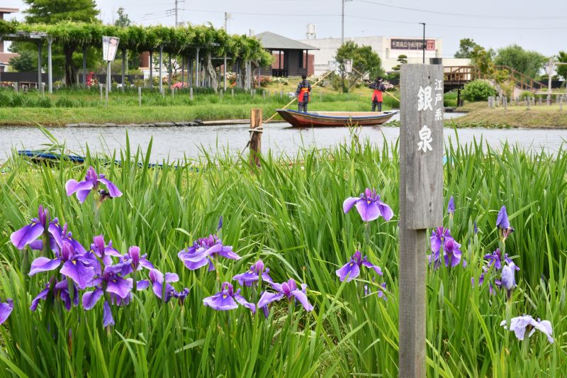 初夏の訪れを告げる恒例イベント「水郷佐原あやめ祭り」が開幕し、涼しげに咲き始めたハナショウブが来園者を楽しませている＝２４日、香取市の水郷佐原あやめパーク